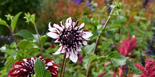Bourgondische borders: Nazomeren in Julianadorp